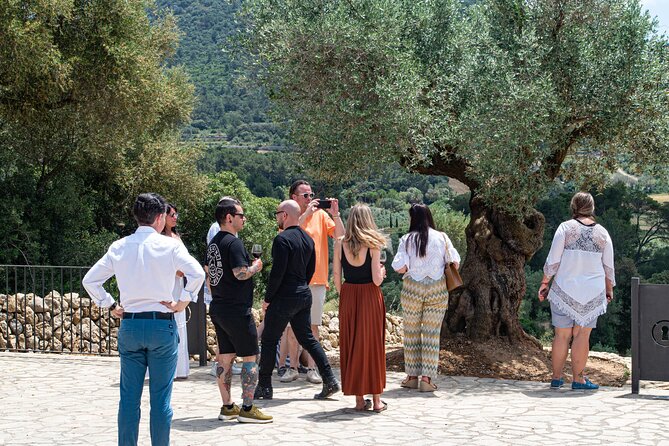 Tour to olive grove and olive mill, oil tasting and snack - A Majorcan snack that may become lunch