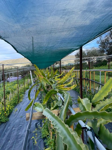 Traditional Olive Grove and Dragon Fruit Farm Tour - Key points to know before you go