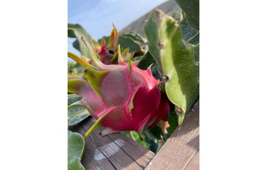 Traditional Olive Grove and Dragon Fruit Farm Tour - Why the olive grove is the heart of the visit