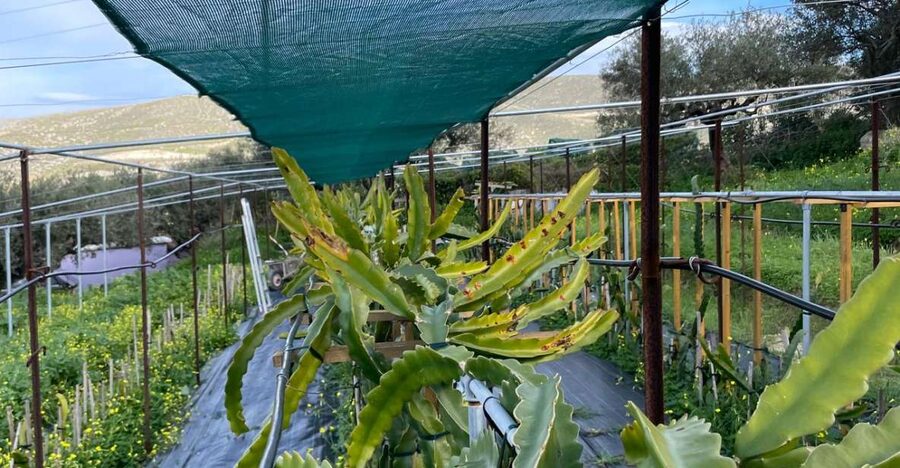 Traditional Olive Grove and Dragon Fruit Farm Tour - The tasting is more than a token sample