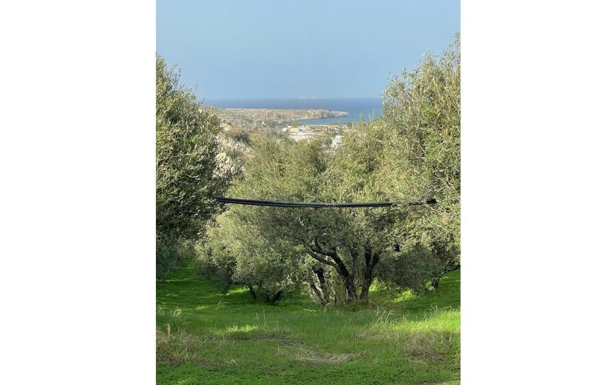 Traditional Olive Grove and Dragon Fruit Farm Tour - What the farm products can tell you