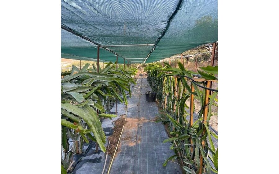Traditional Olive Grove and Dragon Fruit Farm Tour - Timing, arrival, and practical details