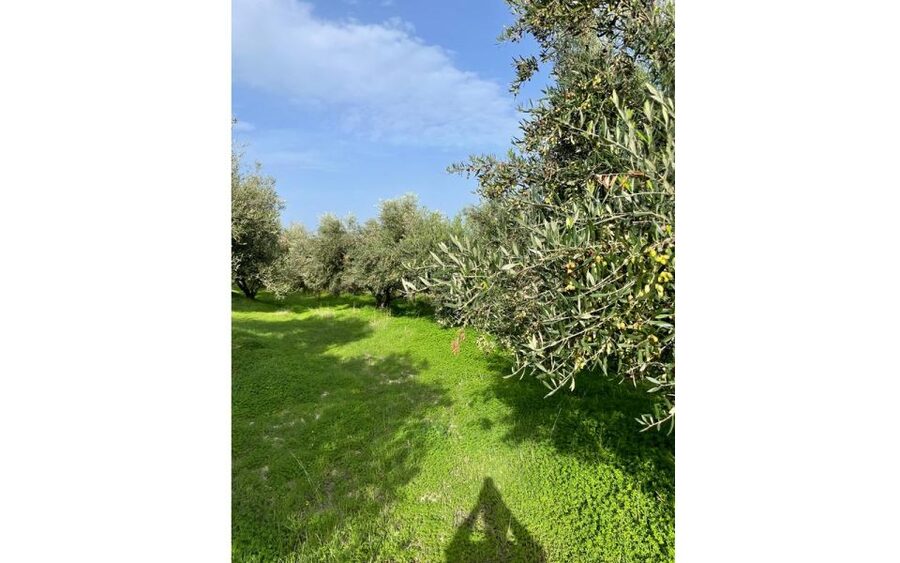 Traditional Olive Grove and Dragon Fruit Farm Tour - Is $9 good value in Crete?