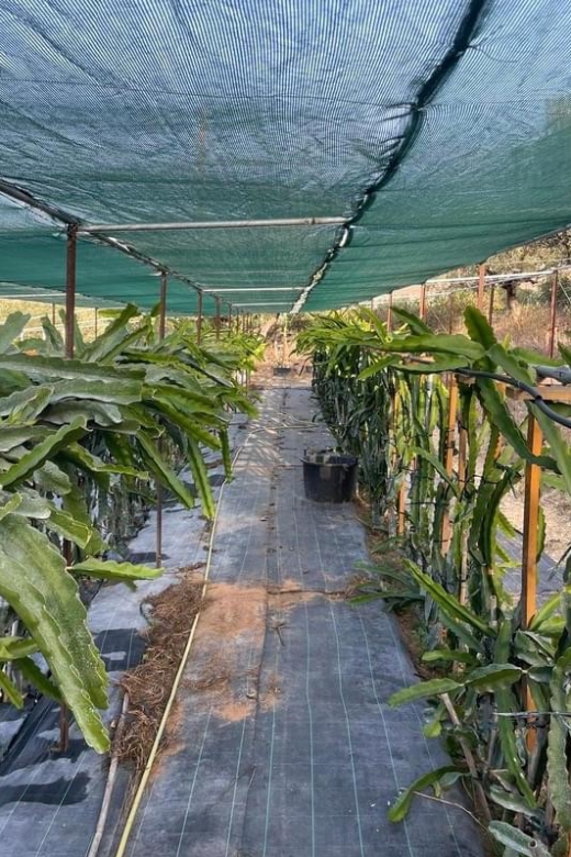 Traditional Olive Grove and Dragon Fruit Farm Tour - Dragon fruit gives the farm a Cretan twist