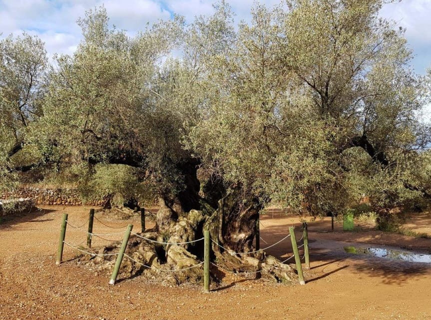 Ulldecona: Guided Tour of the Millenary Olive Trees of Arión - Why Arión Valley Is Worth Your Time