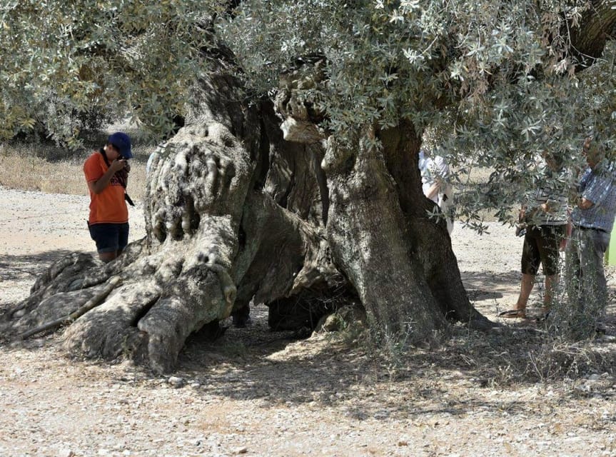 Ulldecona: Guided Tour of the Millenary Olive Trees of Arión - Meeting at the Ulldecona Tourist Office