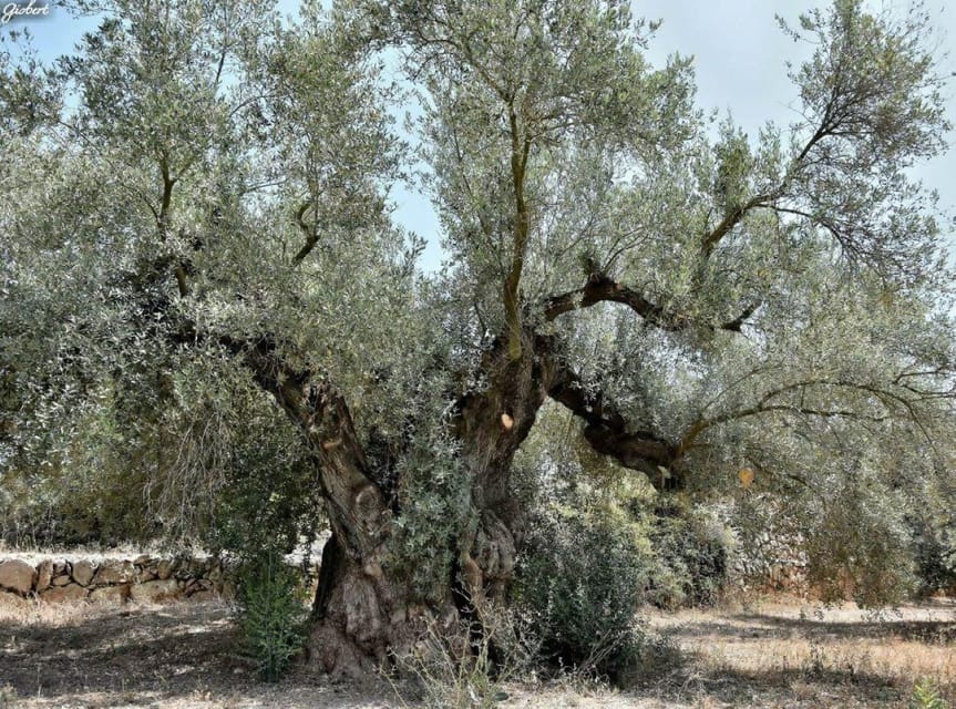 Ulldecona: Guided Tour of the Millenary Olive Trees of Arión - Understanding Millenary Olive Trees