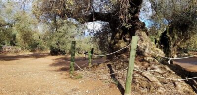 Ulldecona: Guided Tour of the Millenary Olive Trees of Arión