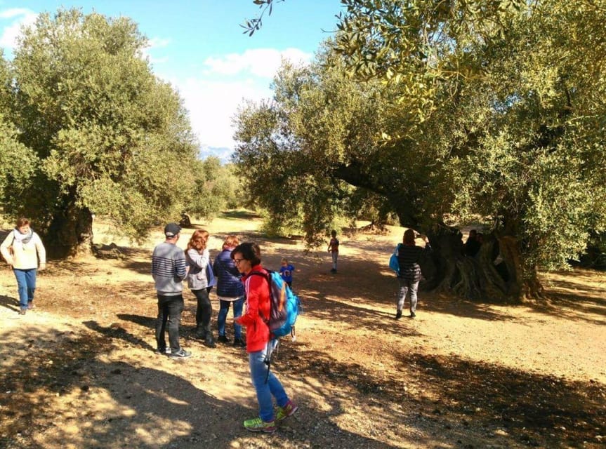 Ulldecona: Guided Tour of the Millenary Olive Trees of Arión - What the Two-Hour Schedule Feels Like