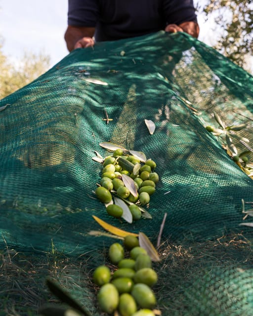 Umbria: E-Bike Rental and Fresh EV Olive Oil Tasting - Learning to taste oil, not just eat it