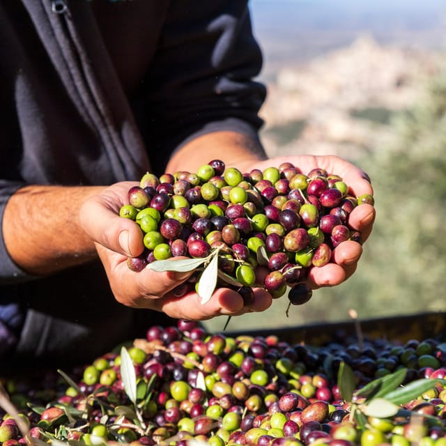 Umbria: E-Bike Rental and Fresh EV Olive Oil Tasting - Is $89.50 a fair price?
