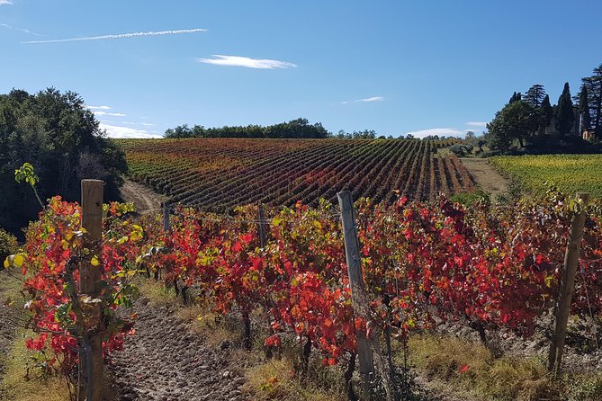 Umbria E-Bike & Wine Tour through Vineyards and Olive Groves - Is $205.16 a fair price?