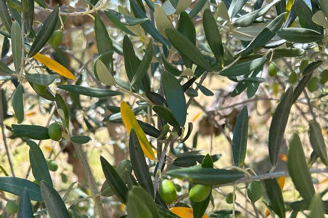 Umbria: Guided tour to Traditional Olive Oil Mill and Tasting - A personal visit with time for questions