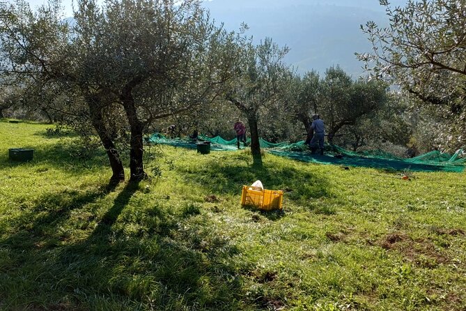 Umbria: Guided tour to Traditional Olive Oil Mill and Tasting - Nearby sights to add to your day