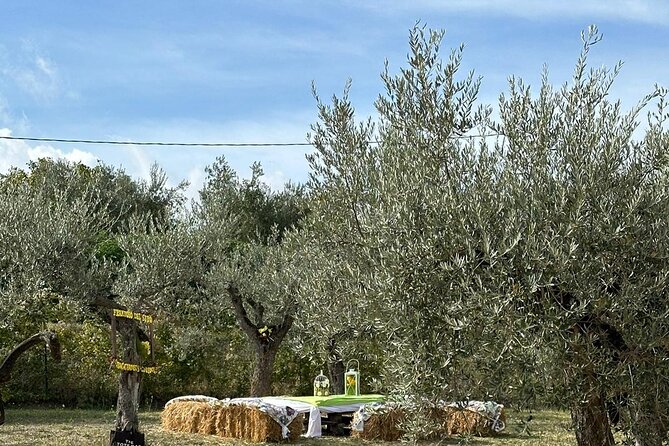 Umbria: Guided tour to Traditional Olive Oil Mill and Tasting - Timing, access, and practical planning