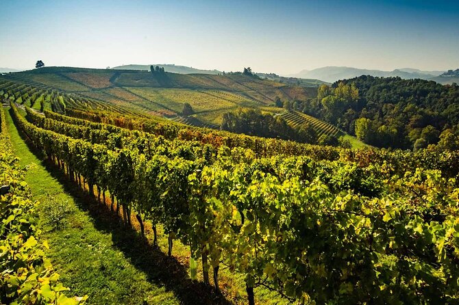 Valpolicella Wine and Olive Oil Tasting with Lunch from Verona - Who will enjoy this day most