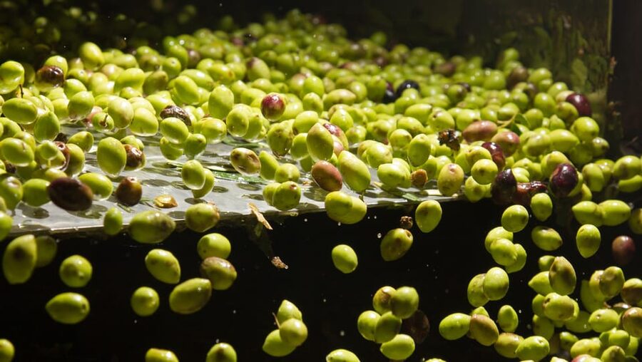 Visit an almazara + extra virgin olive oil tasting: Baeza - At a glance