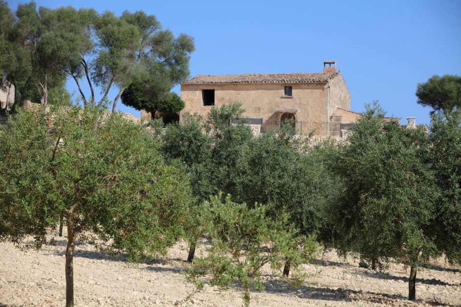 Visit of the olive grove, olive oil tasting and snack - Learning to taste extra virgin olive oil