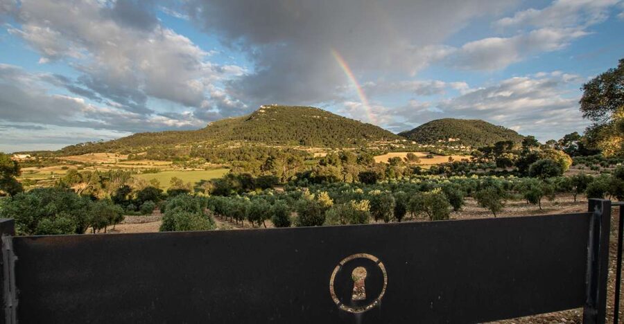 Visit of the olive grove, olive oil tasting and snack - Starting at Treurer at 11 a.m.