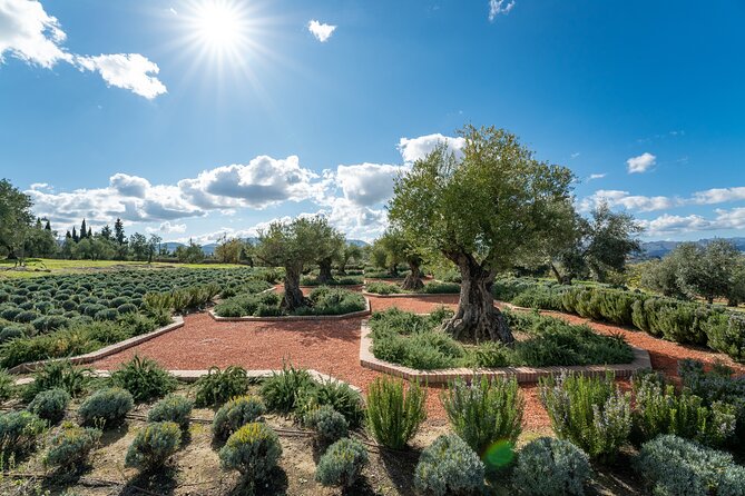 Visit Oil Mill Museum and Olive Oil Tasting in Ronda - The art and museum areas need the right expectations