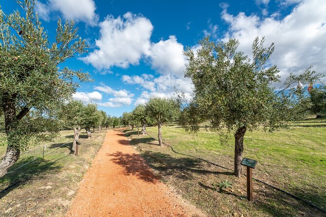 Visit Oil Mill Museum and Olive Oil Tasting in Ronda - How the olive-oil tasting works