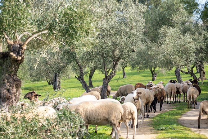 Visit Oil Mill Museum and Olive Oil Tasting in Ronda - Language, group size, and the pace of the visit