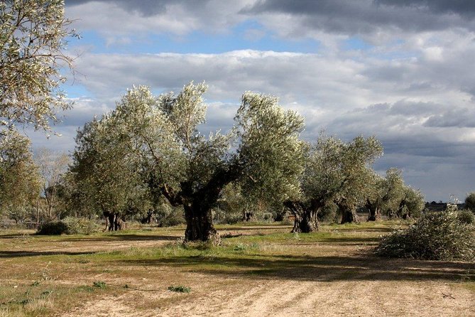 Visit olive grove centenary with oil tasting course - Key details at a glance