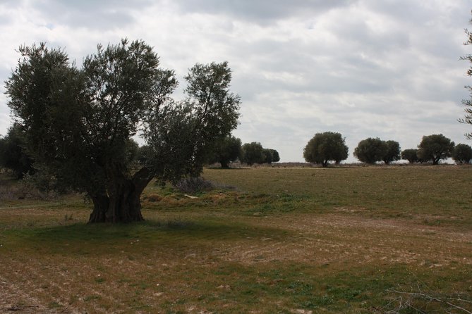 Visit olive grove centenary with oil tasting course - Walking through Arcicóllar’s 300-year-old olive trees