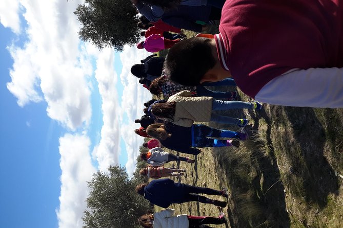 Visit olive grove centenary with oil tasting course - The oil lesson that changes how you shop