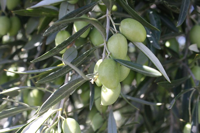 Visit olive grove centenary with oil tasting course - Is the $35.82 price good value?