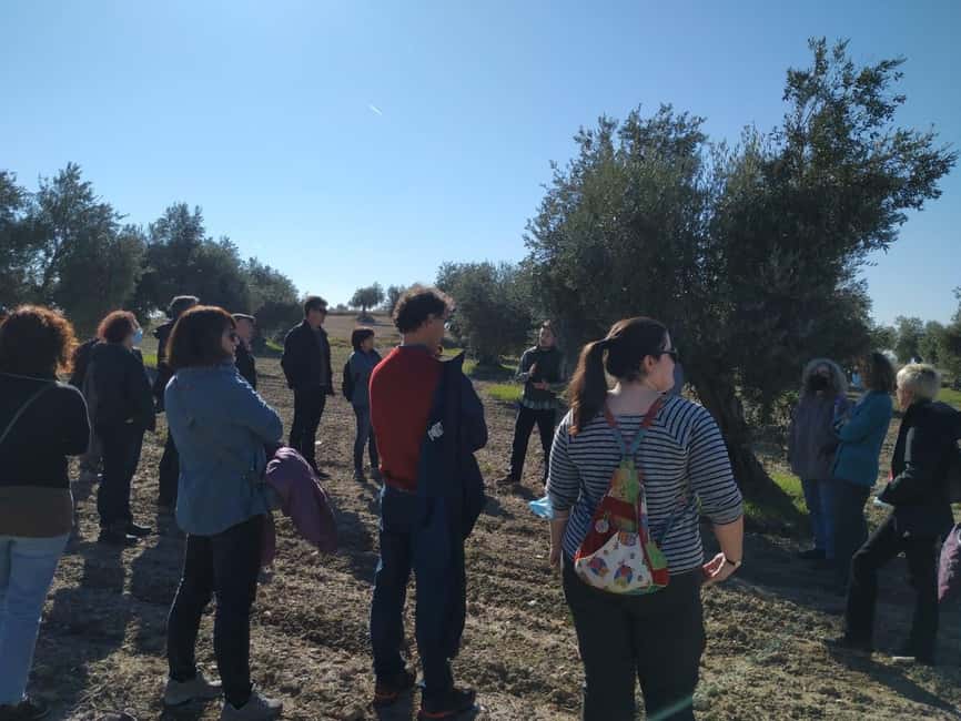 Visit to an olive oil mill and oil tasting with aperitif and food and wine pairing. - Meeting at C. de Aranjuez, 6