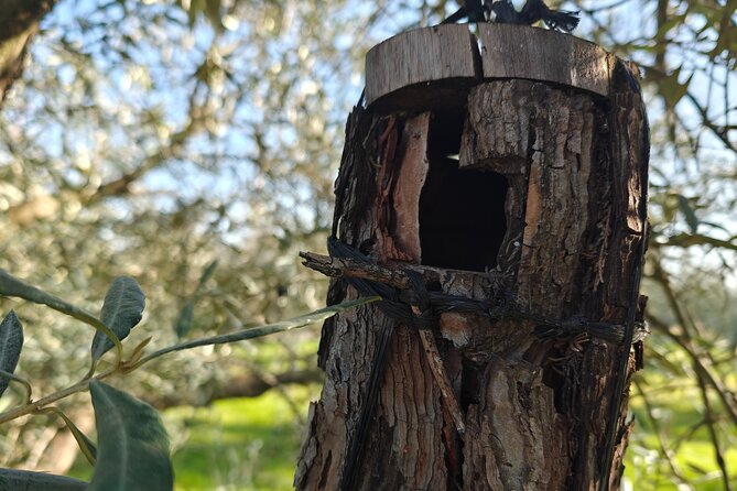 Visit to Family Ecological Olive Tree and Olive Oil Tasting - Who will enjoy this farm visit most