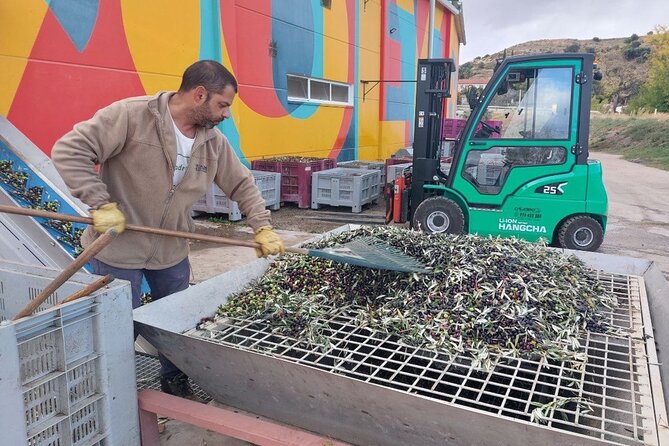 Visit to olive grove and olive mill with oil tasting and tasting - Toast, preserves, and a proper finish