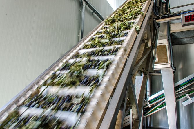 Visit to the oil mill with EVOO experiences in Cuenca - When to schedule it