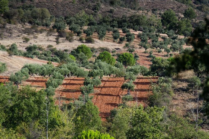 Visit to the oil mill with EVOO experiences in Cuenca - Who will enjoy this most