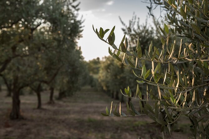 Visit to the olive grove, oil tasting and lunch at the farm - A working olive mill, not a quick roadside tasting