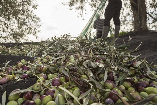 Visit to the olive grove, oil tasting and lunch at the farm - The tasting: learn what extra virgin means at the table