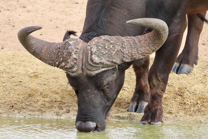 Wildlife Safari, Olive, Beer/Wine Tasting Day Tour from Cape Town - Why pair a safari with Darling’s food and drink?