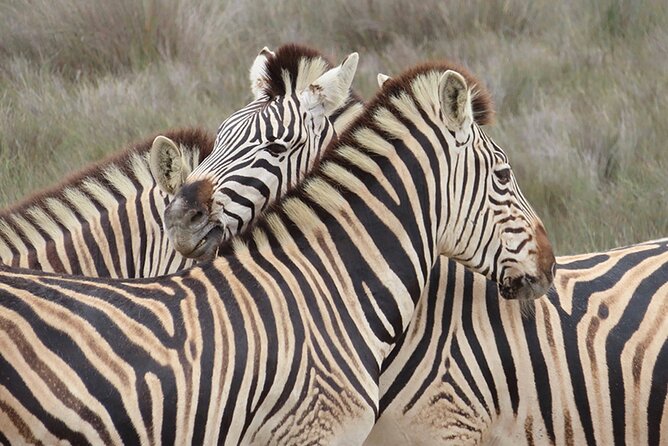 Wildlife Safari, Olive, Beer/Wine Tasting Day Tour from Cape Town - Leaving Cape Town in a seven-person van