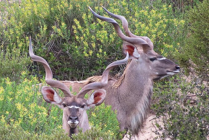 Wildlife Safari, Olive, Beer/Wine Tasting Day Tour from Cape Town - Darling Olives and a tasting that earns its place