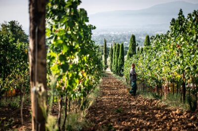 Wine and olive oil tasting & farm tour