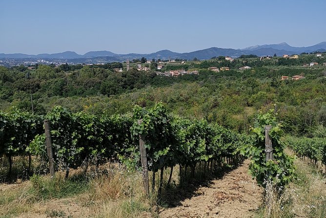 Wine and olive oil tasting & farm tour - Bread, cheese, bruschetta, and a local lunch