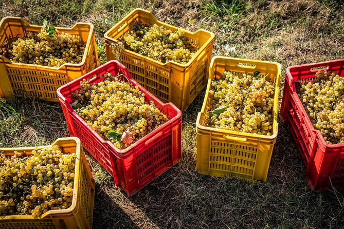 Wine and olive oil tasting & farm tour - How the price compares with the experience