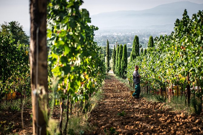 Wine and olive oil tasting & farm tour - Five wines in the panoramic tasting room