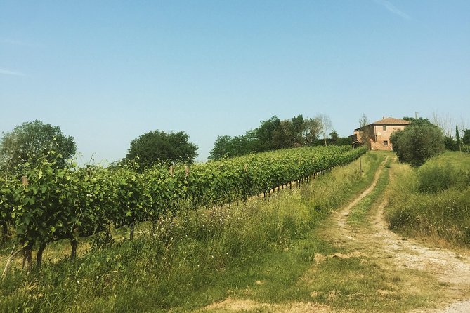 Wine and olive oil tastings with the locals - What Makes the Family Business Visits Worthwhile