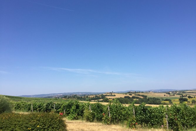 Wine and olive oil tastings with the locals - Who Should Book This Tuscan Day?