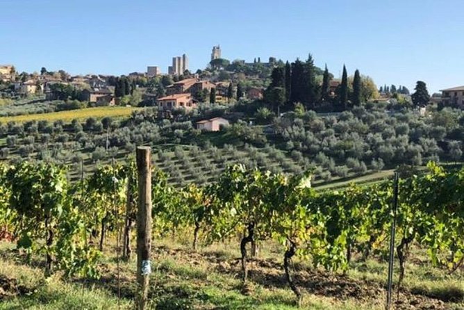 Wine and olive oil tastings with the locals - My Take: A Strong Choice for Personal Tuscan Food Travel