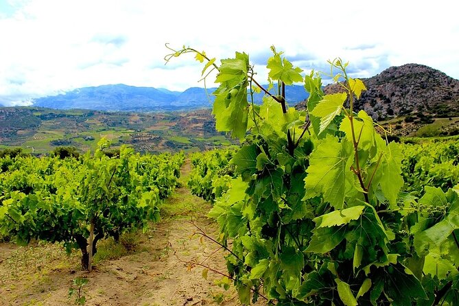 Wine olive and Food of Crete, Heraklion - What this Heraklion food tour actually is