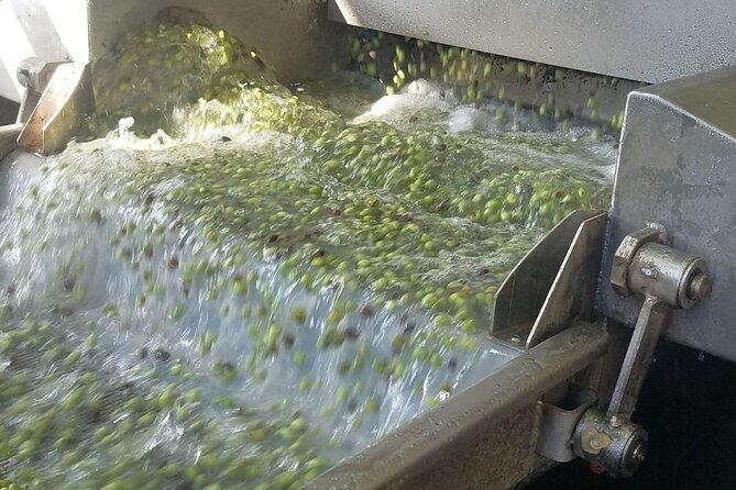 Wine, Olive Oil, and Honey Tour with Winemaker - 9:30 am pickup and a small group of eight