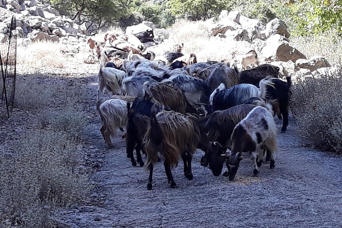 Wine & Olive Oil Tour with Lunch at Milia Mountain Retreat - The 4WD route through Chania Prefecture
